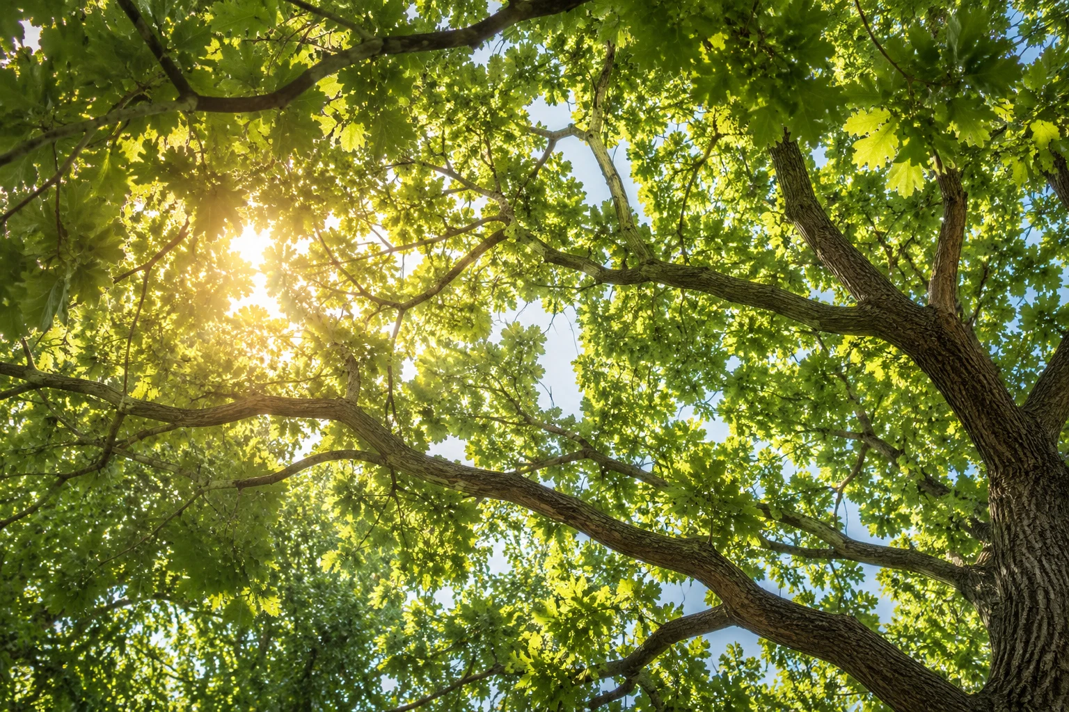 Generated symbolic image: Sunlight filtering through green tree canopies