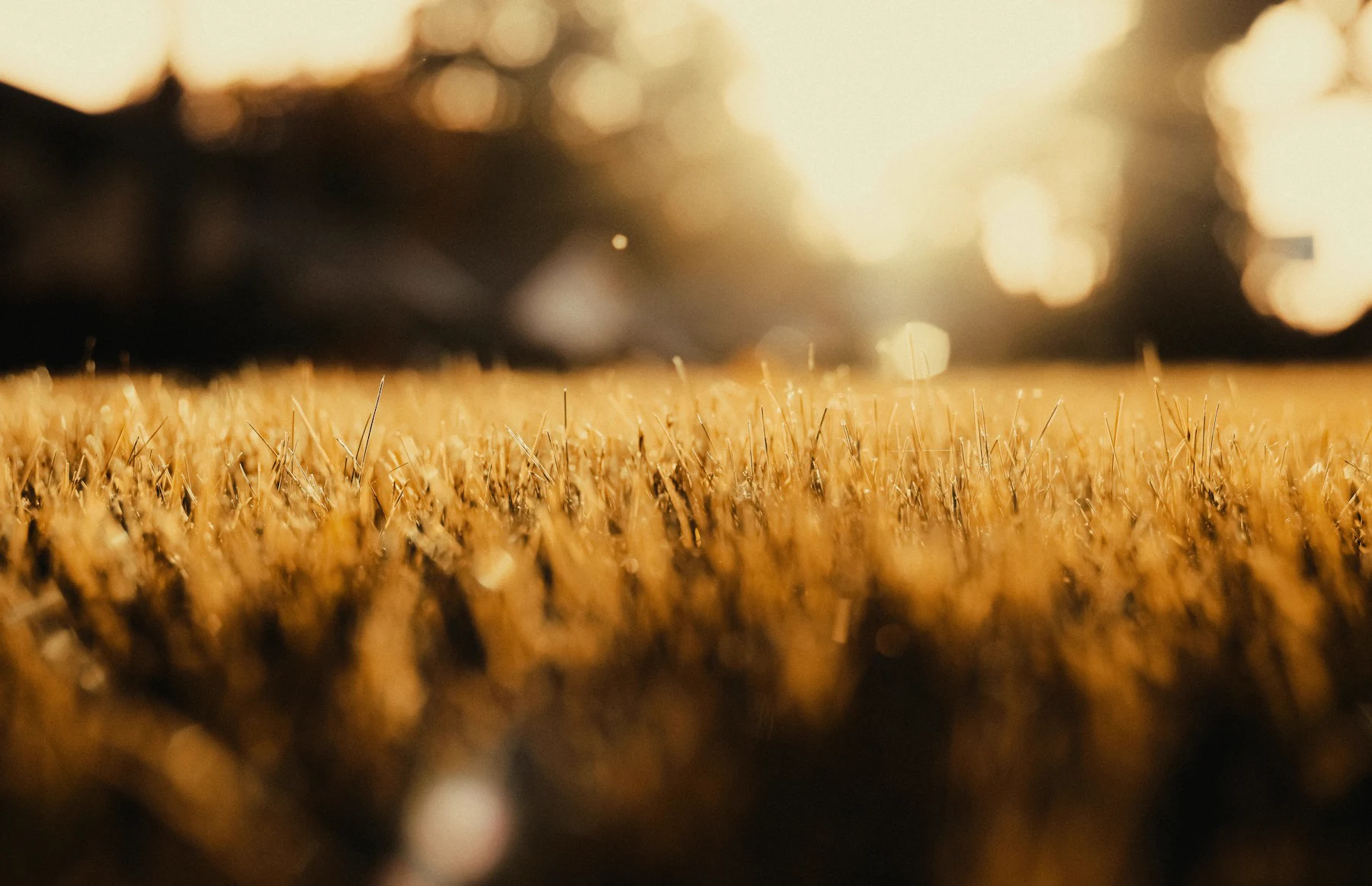 Symbolic image: grasses in golden sunlight